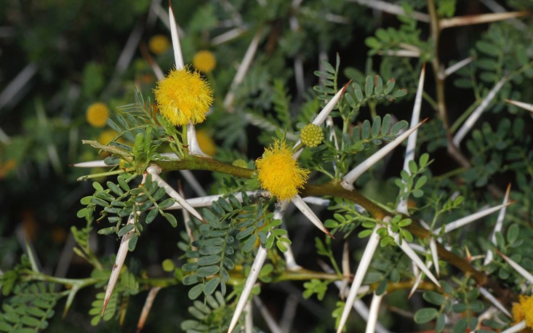 Nieu-Bethesda Camino: Group Acacia