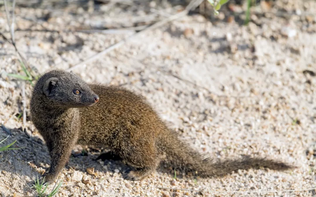 Nieu-Bethesda Camino: Group Mongoose