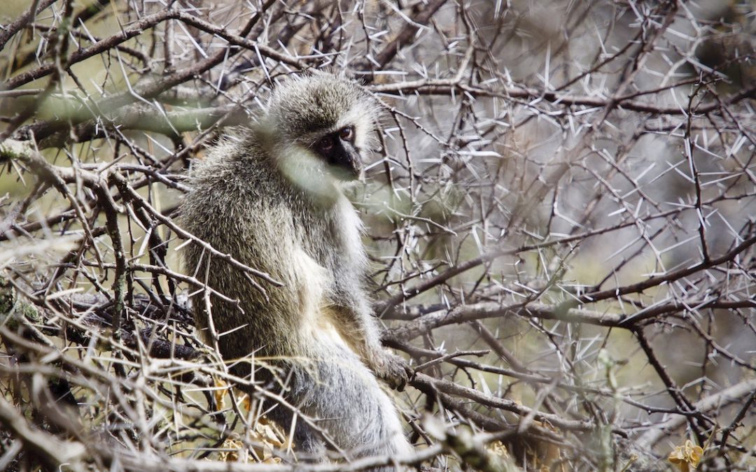 Nieu-Bethesda Camino: Group Monkey