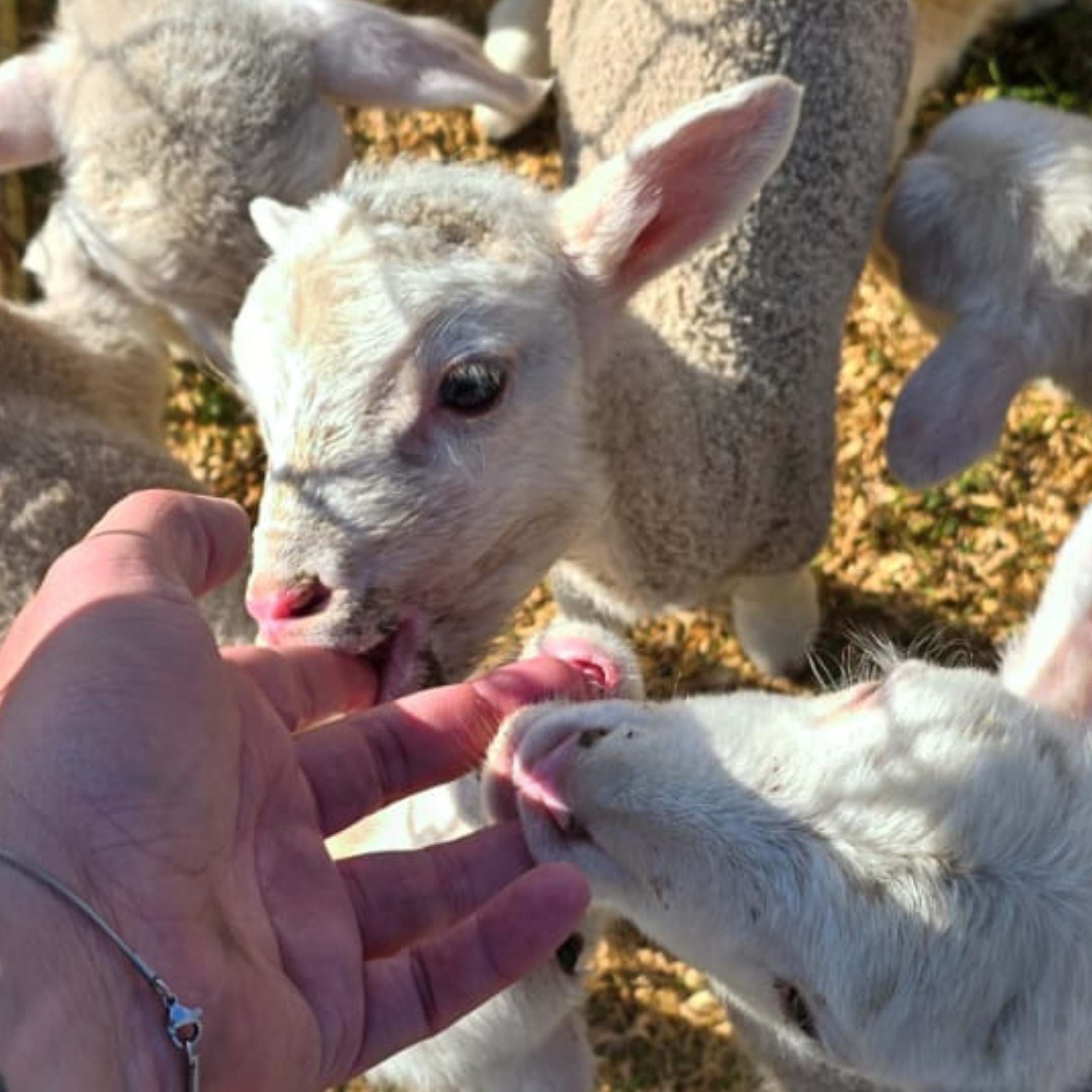Lambs_Canyon Mini Camino Nieu-Bethesdsa Camino_Kareelaagte Guest Farm Accommodation